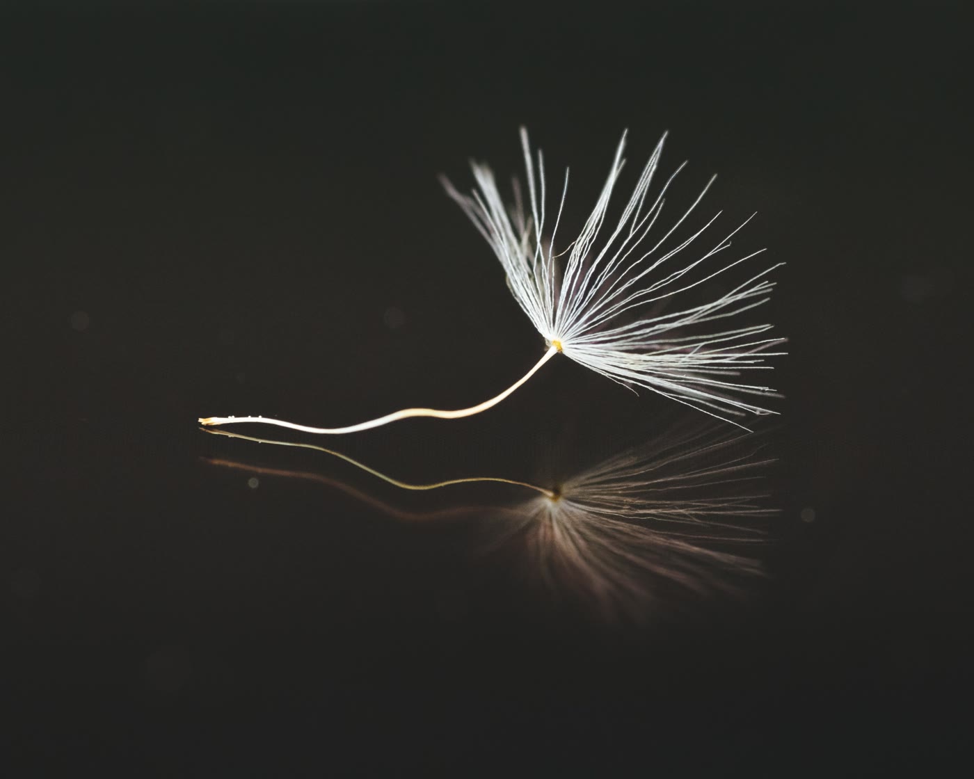 A single delicate seed shown against a dark background.